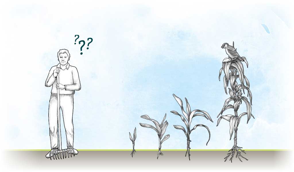 Abbildung einer männlichen Person, die vor einem Maisfeld steht und Fragezeichen über dem Kopf hat