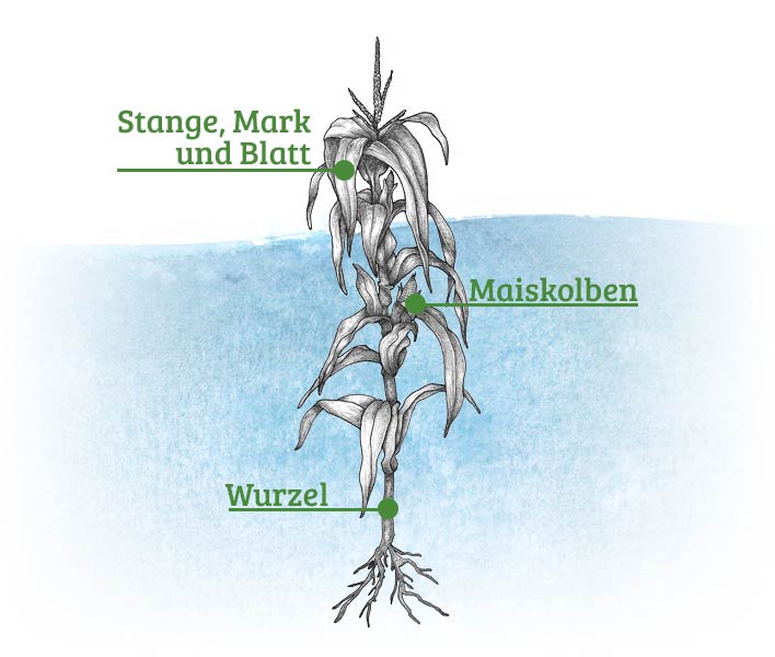 Abbildung einer Maispflanze